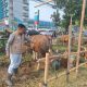 Penjual hewan kurban khususnya sapi mulai bermunculan di Jalan TMP Taruna dan Jalan KH Hasyim Ashari, Kota Tangerang/Foto:Irfan