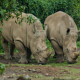 Javan rhinoceros/Badak Jawa yang ada di Ujung Kulon Mati ditangan Pemburu