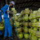 Pertamina Tambah 11,4 Juta Tabung Gas Melon Jelang Perayaan Idul Adha