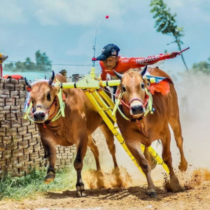 Lomba Karapan Sapi