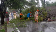 Klaim Asuransi Pohon Tumbang di Kota Tangerang