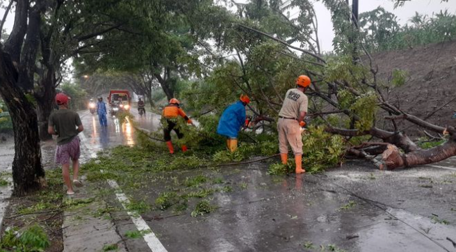 Klaim Asuransi Pohon Tumbang di Kota Tangerang