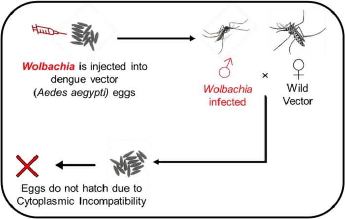 nyamuk wolbachia