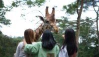 Tiket Taman Safari Bogor Terbaru 2024