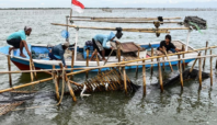 Pembongkaran Pagar Laut Tangerang oleh 900 Personel