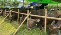 Tips memilih hewan kurban sehat untuk Idul Adha 2025