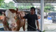 Hewan kurban Presiden Prabowo untuk Idul Adha 2025