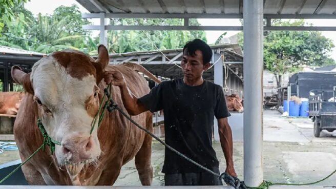 Hewan kurban Presiden Prabowo untuk Idul Adha 2025