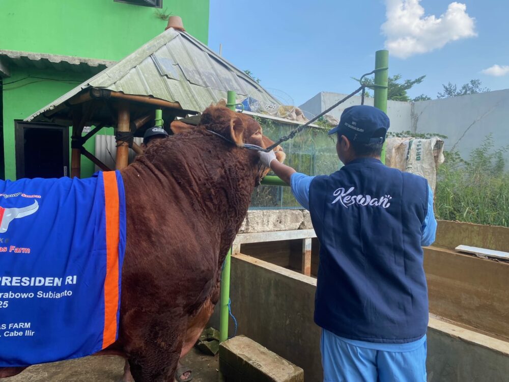 4 Fakta Menarik Sapi Kurban Presiden Prabowo di Tangsel untuk Idul Adha 2025, Diklaim Jadi yang Terbesar di Provinsi Banten 2 Sapi kurban Prabowo Subianto di wilayah Tangsel