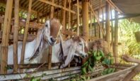 harga kambing dan sapi kurban di tangerang
