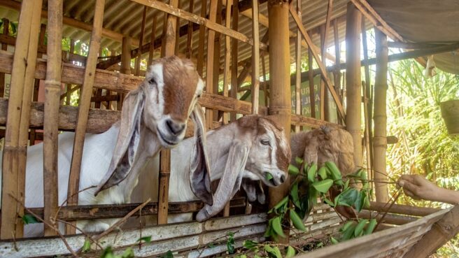 harga kambing dan sapi kurban di tangerang