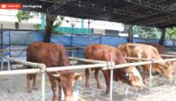 Sapi Kurban Masjid Raya Al-A'zhom Idul Adha 2025