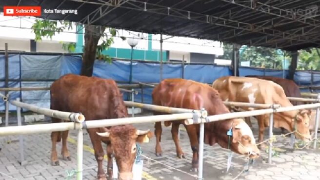 Sapi Kurban Masjid Raya Al-A'zhom Idul Adha 2025
