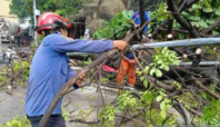 pohon tumbang di tangerang