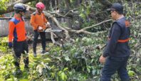 Petugas BPBD Tangsel masih melakukan evakuasi pohon tumbang di Tangsel, Rabu (8/10). Foto: Andre Pradana/Tangselife