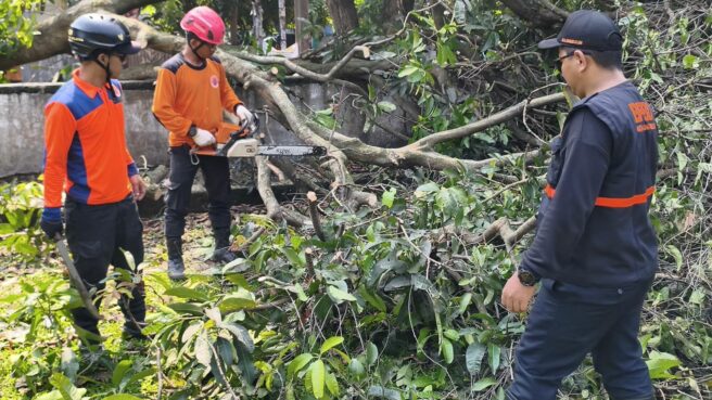 Petugas BPBD Tangsel masih melakukan evakuasi pohon tumbang di Tangsel, Rabu (8/10). Foto: Andre Pradana/Tangselife