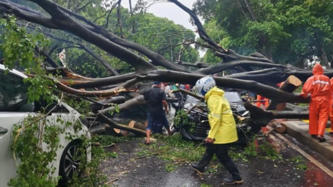 Daftar Nomor Posko Pohon Tumbang di Jakarta