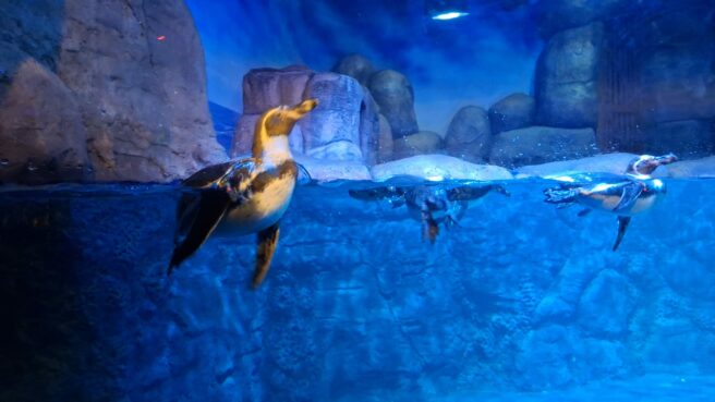 Journey Penguin BXSea di Bintaro Jaya XChange 2