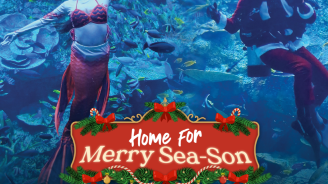 Pertunjukan Natal Bawah Laut di BXSea Bintaro