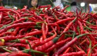 Harga cabai dan bawang di Kota Tangsel mengalami kenaikan harga. Foto: Nadia/Infotangerang.id