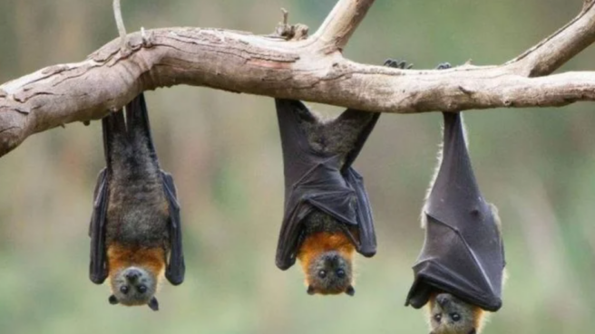 Virus Nipah Ditemukan pada Kelelawar di Indonesia