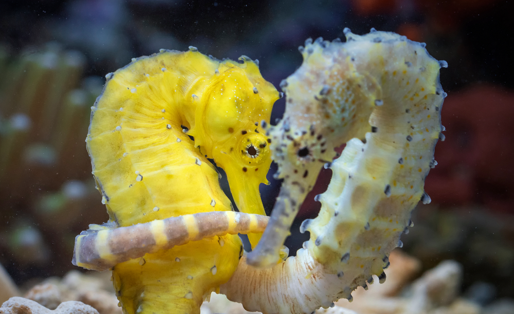BXSea Oceanarium